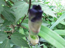 boboc de iris
