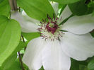 clematita 2