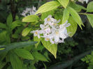 weigela