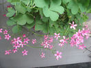 oxalis
