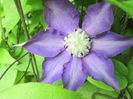 clematita