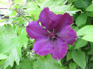 clematita