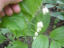 Polygonatum odoratum
