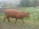 limousin