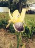 Iris Nibelungen