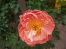 Coral Charm