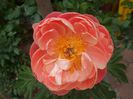 Coral Charm
