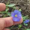 floare de in macro