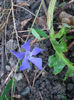 vinca_mare_adusa_de_pe_camp