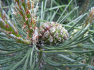 Pinus mugo Laurin (2014, April 30)