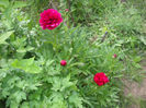 Picture 2924