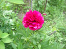 Picture 2925