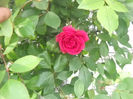 Picture 2929