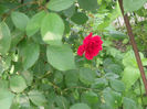 Picture 2930