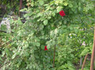 Picture 2931