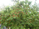 Picture 2919