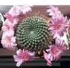 Rebutia