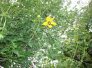 GOLDEN  TIARA KUGOTIA