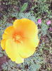 esoltia