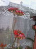 kalanchoe