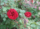 trandafiri 002