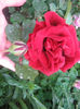 trandafiri 004
