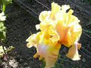 Iris Sher Poetry
