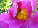 Paeonia obtinut din saminta