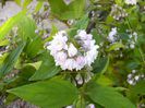 Deutzia