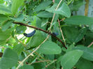 Lonicera K