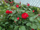 SAM_4105