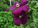 Clematis