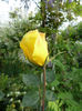 SAM_4160