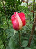 SAM_4163