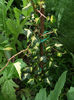 Edera variegata