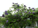 SAM_4238