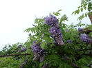 Wisteria Americana