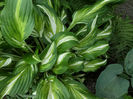 Hosta vaerigata
