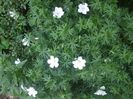 Geranium sanguineum Album