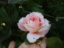 abraham darby