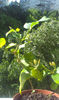 IMAG0681