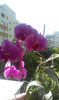 IMAG0690
