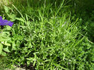 lavanda