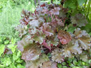 Heuchera micrantha