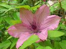 Hagley Hybrid