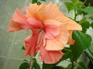 DSC08428