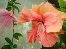 DSC08429