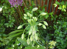 Allium siculum (2014, May 11)