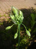 Allium siculum (2014, May 11)