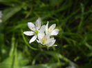 Triteleia hyacinthina (2014, May 09)